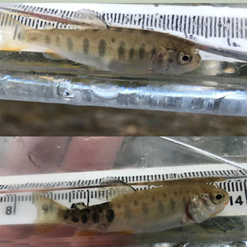 A comparison of a healthy rainbow trout (top) and a rainbow trout exhibiting whirling disease symptoms (bottom). Both fish were captured from the Crowsnest River in Alberta (Gov AB).