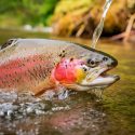 A healthy trout in danger of Whirling Disease